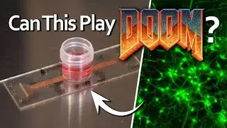 Growing Living Rat Neurons To Play... DOOM? | Part 1