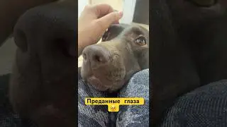 Пусть собака придёт в твою жизнь ,украдёт твоё сердце и изменит абсолютно всё ❤️ 