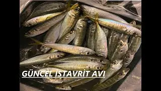 2024 Aralık ayı En İyi Istavrit Avı Stratejileri!