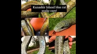 Kunashir Island Blue Rat Snake Care