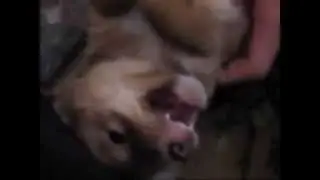 ВАЖНО! Никогда так не мучайте маленьких щенят!