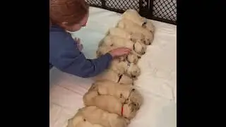 Собаки. Щенки Dogs. Puppies