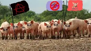 СВИНЬИ КАК БИЗНЕС, ПЕРЕСТАНЬТЕ ЭКСПЛУАТИРОВАТЬ СВИНЕЙ!!!!