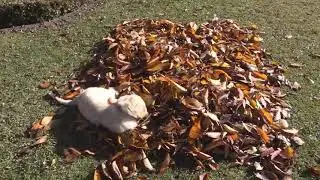 10 Week Old Golden Retriever 'Kenzi' Playing In The Leaves