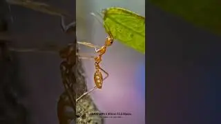Sony Alpha APS-C Camera | Dhritiman Mukherjee | Nature Photographer