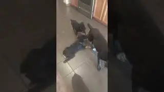 Cane Corso puppy with Rottweiler Puppies