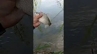 хороший каясик