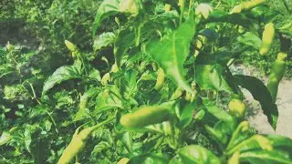 panen cabe rawit