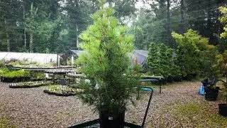 Planting an Umbrella Pine Tree in the Rain☔