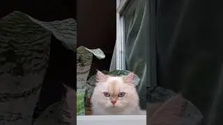 Кот сторож 