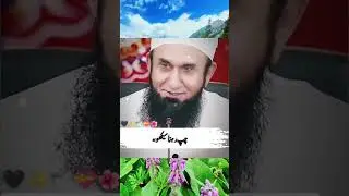 Zindagi ki khubsurti by Molana Tariq jameel ❤👍😊