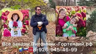 Видео инструкция по посадке гортензии
