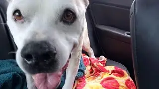 Murphy's End #Thelastthinghetoldme was I love you! #endoflife #doggo  #superhero