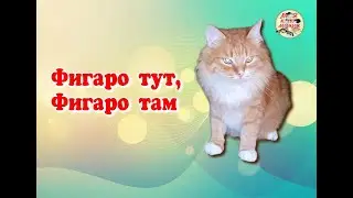 Фигаро тут, Фигаро там. Figaro here, Figaro there.