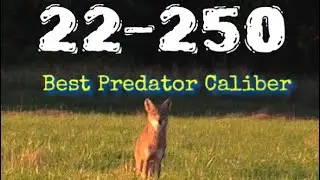 22-250 Best Predator Caliber