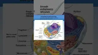 Mikhail Nikitin | Eukaryotic and prokaryotic cells 