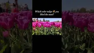 Beautiful tulip varieties 