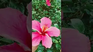 Pink hibiscus 🌺#short