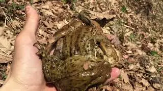 Пруд с жабами у Кременок