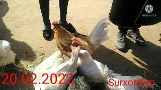 ТОВУК БОЗОР QIZIRIQ MOL BOZORI 2022 TOVUQ BOZORI 