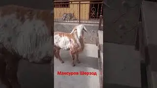 Арашан кучкор келди акалар. +998946252005