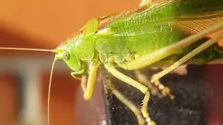 Tettigonia viridissima macro slow motion