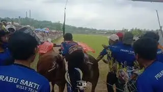 Mentahan story Kerapan sapi Madura stat sapi terbaik atau drag kerapan sapi