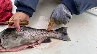 Filleting Fish Basics