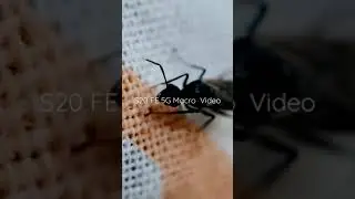 Galaxy S20FE 5G Macro Video