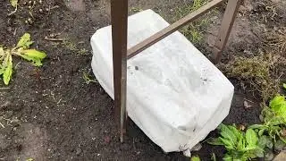Проверяем сад перед началом морозов 🥶