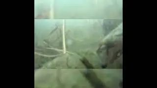 КАРАСИ кушают КАШУ, приготовленную мной.