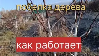 Покраска (побелка) дерева, как работает?
