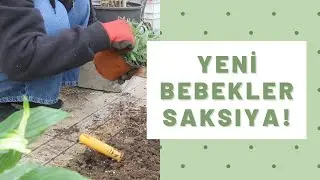 [👩‍🌾] Yeni Bebekler Saksıya!! ☝️😄