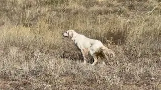www.dogavtv.com
