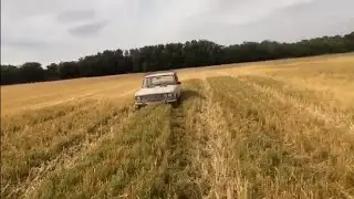 Горчак, осот! Как чистить поля после уборки?!