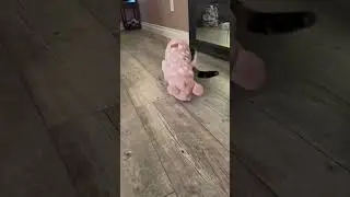 Car in reverse #cats #cat #catsofyoutube #cute #reverse #funny #catvideos #pets #car