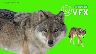 Wolf Green Screen Free Animal Chroma key Background