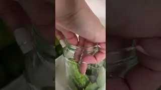 Бабушкин рецепт хрустящих маринованных огурчиков