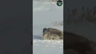 Стая волков напала на буйвола