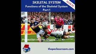 P1 AQA GCSE PE Functions of the Skeletal System