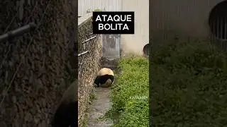 Pandita Entrenando