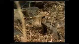Mongoose Kills Lion Cub.