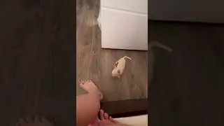 Моя собака, в конце умерла🥺😰
