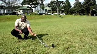 Nyoka hatari awa sanamu mbele ya mtaalam
