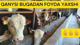 QANDAY BUQA BOQISH KERAK