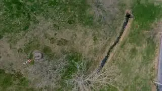 Tree Dancing