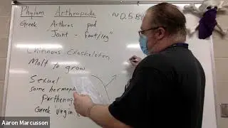 Phylum Arthropoda