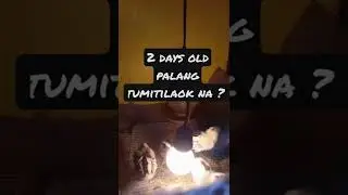 Tumitilaok na sisiw