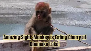 Amazing Sight: Monkey is Eating Cherry at Dhamaka Lake Near Utror Village in Kalam Valley!