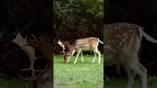 Deer in the Amsterdamse Waterleidingduinen having lunch 3 #shorts